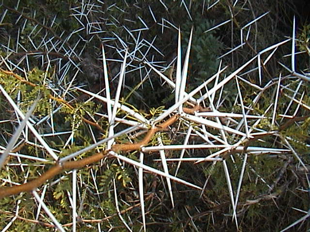 Vachellia karroo (= Acacia karoo) / Acacia orrida