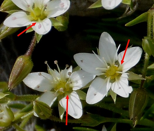 Sabulina verna (ex Minuartia verna) e Minuartia recurva