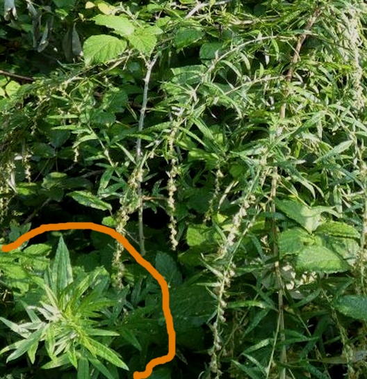 Artemisia verlotiorum (Asteraceae)