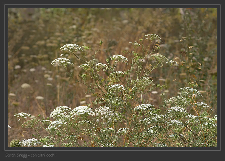 Ammi majus / Visnaga maggiore