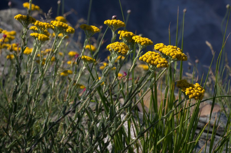 Achillea tomentosa / Millefoglio giallo