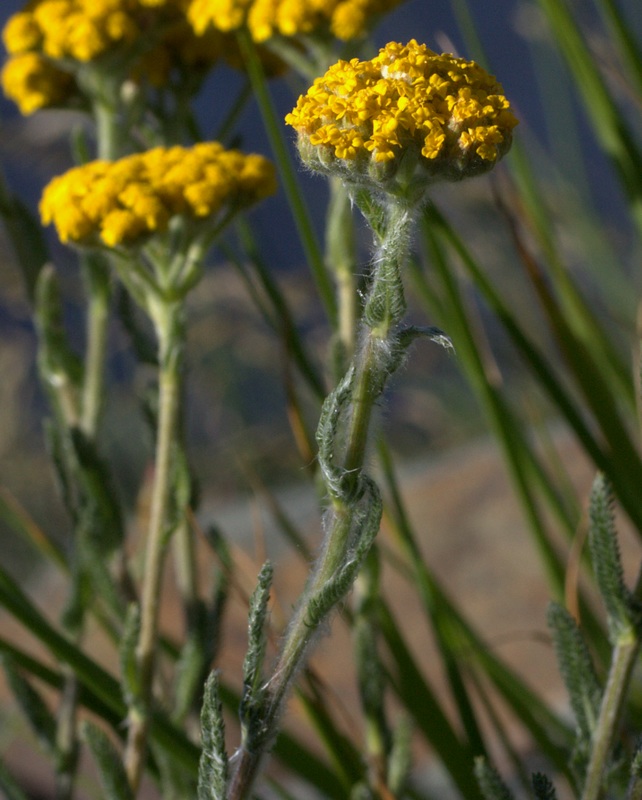 Achillea tomentosa / Millefoglio giallo