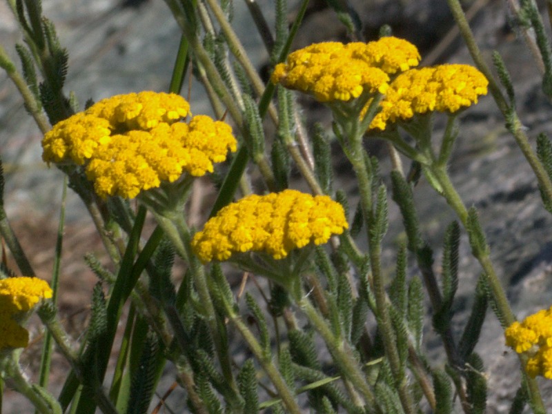 Achillea tomentosa / Millefoglio giallo