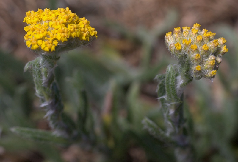 Achillea tomentosa / Millefoglio giallo