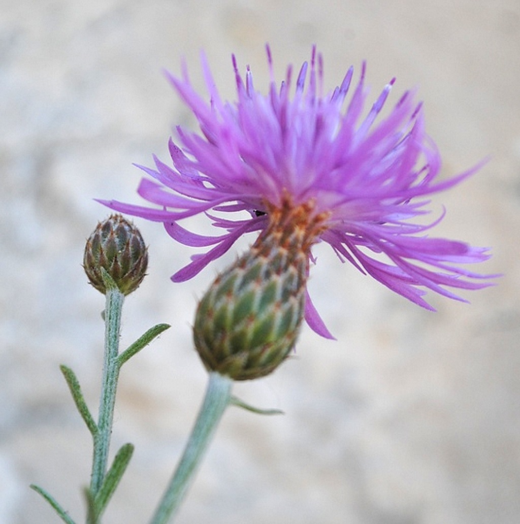 Centaurea subtilis / Fiordaliso garganico