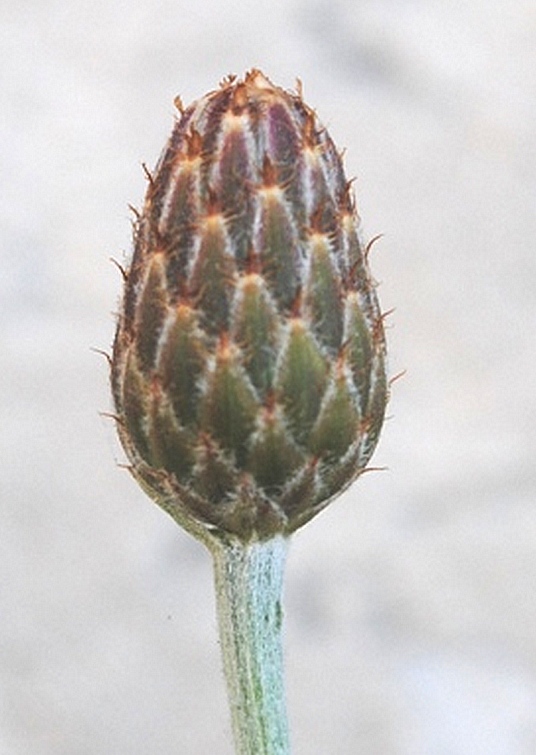 Centaurea subtilis / Fiordaliso garganico