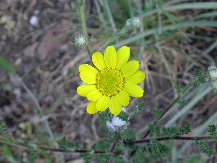 Cynoglossum creticum e altre piante