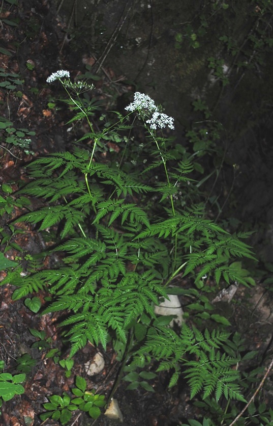 Anthriscus nemorosa / Cerfoglio meridionale