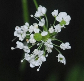 Anthriscus nemorosa / Cerfoglio meridionale