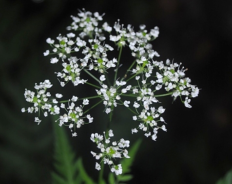 Anthriscus nemorosa / Cerfoglio meridionale