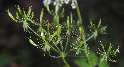 Anthriscus nemorosa / Cerfoglio meridionale