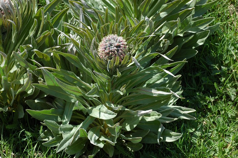 Fiori montani: Umbria 1500m s.l.m