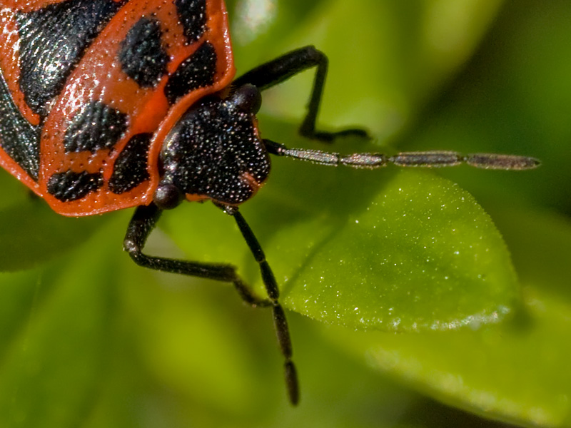 Pentatomidae: Eurydema ornata della Toscana (MS)