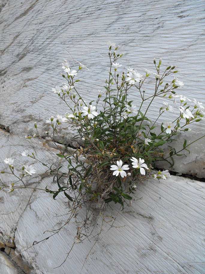 Cerastium apuanum / Peverina delle Apuane