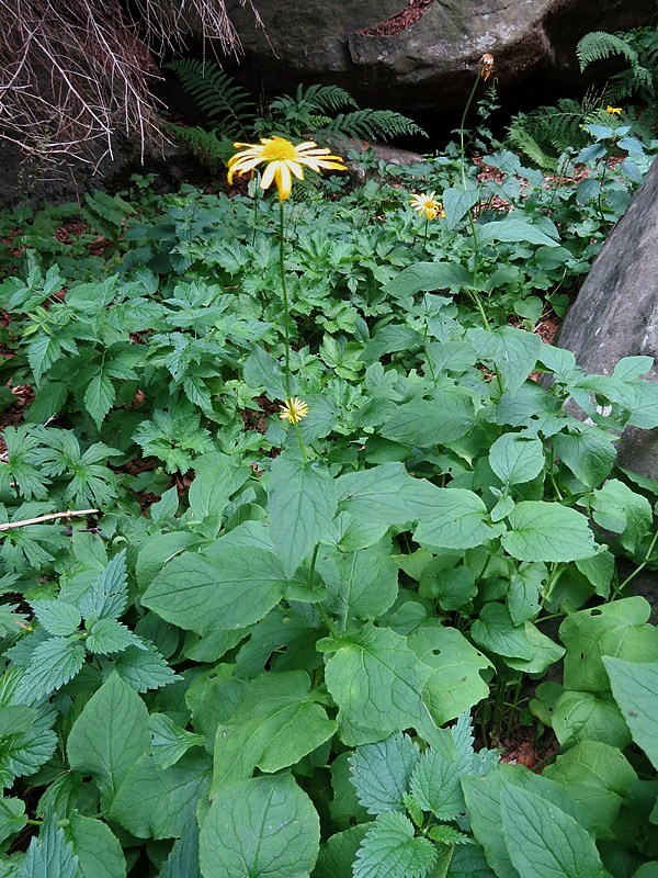 Doronicum pardalianches / Doronico medicinale