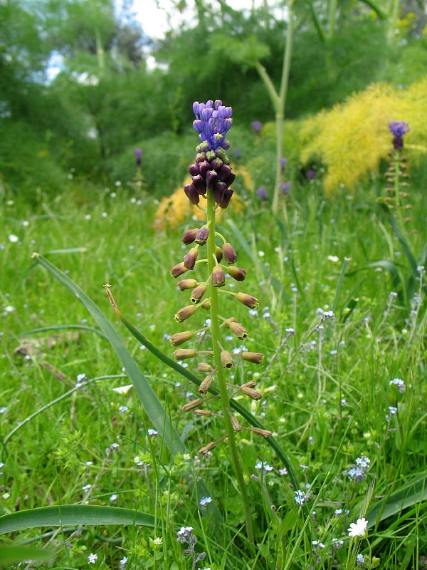 Muscari comosum / Giacinto dal pennacchio