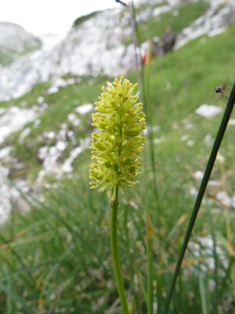 Tofieldia calyculata / Tajola comune