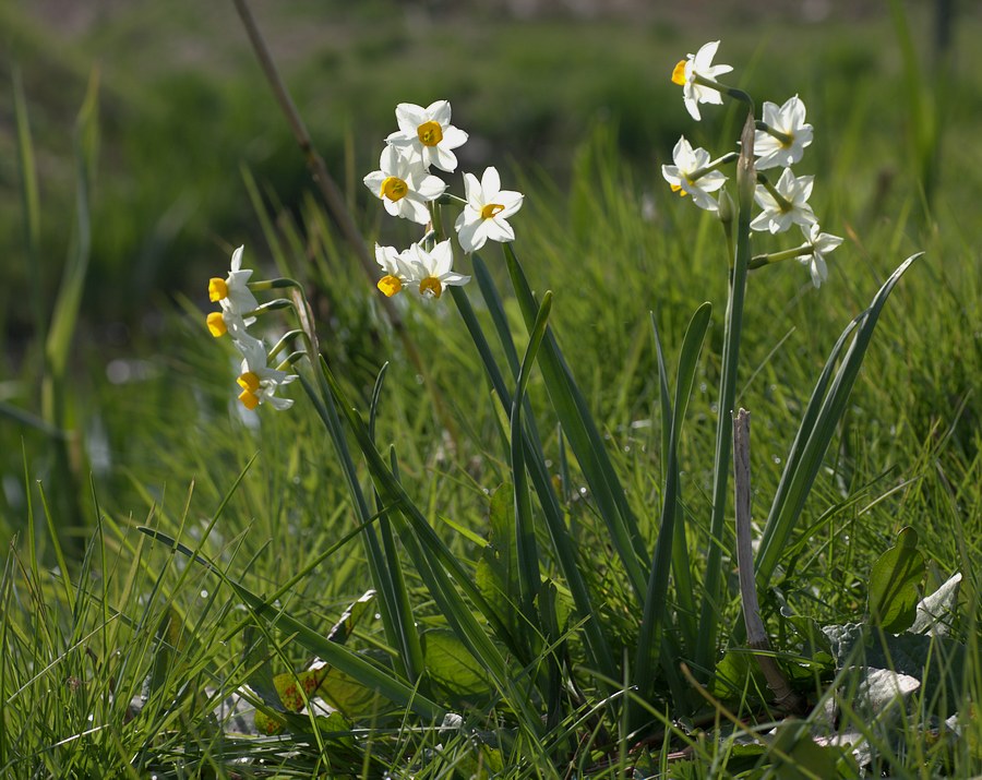 Narcissus tazetta / Narciso nostrale