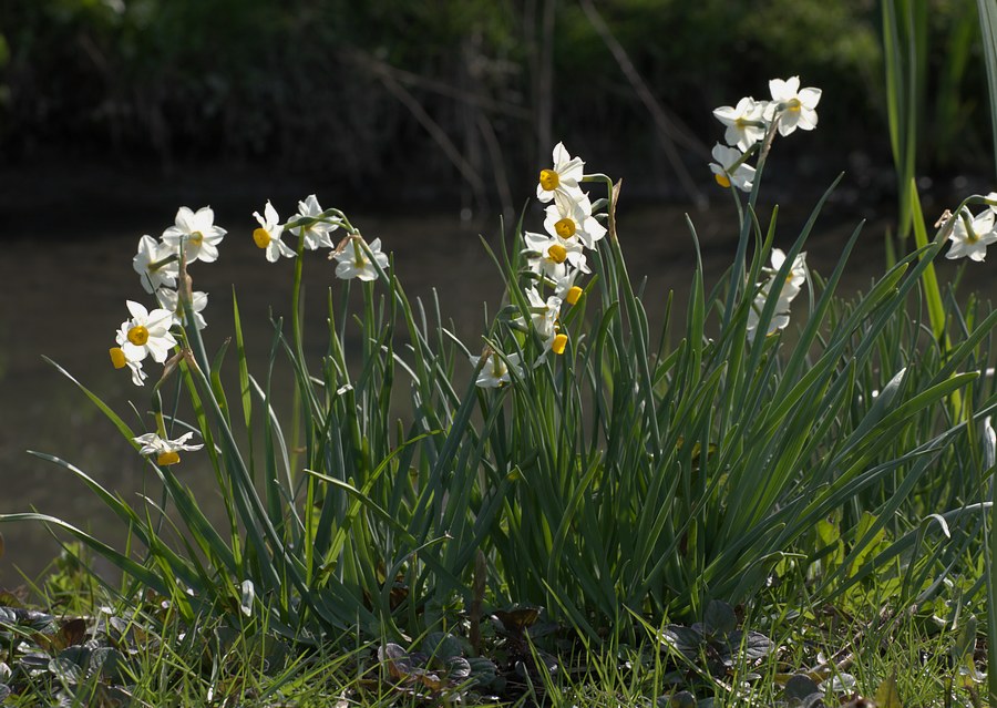 Narcissus tazetta / Narciso nostrale