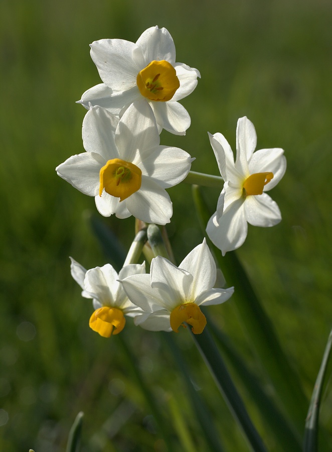 Narcissus tazetta / Narciso nostrale