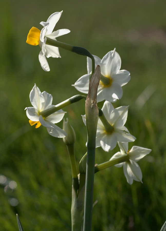 Narcissus tazetta / Narciso nostrale