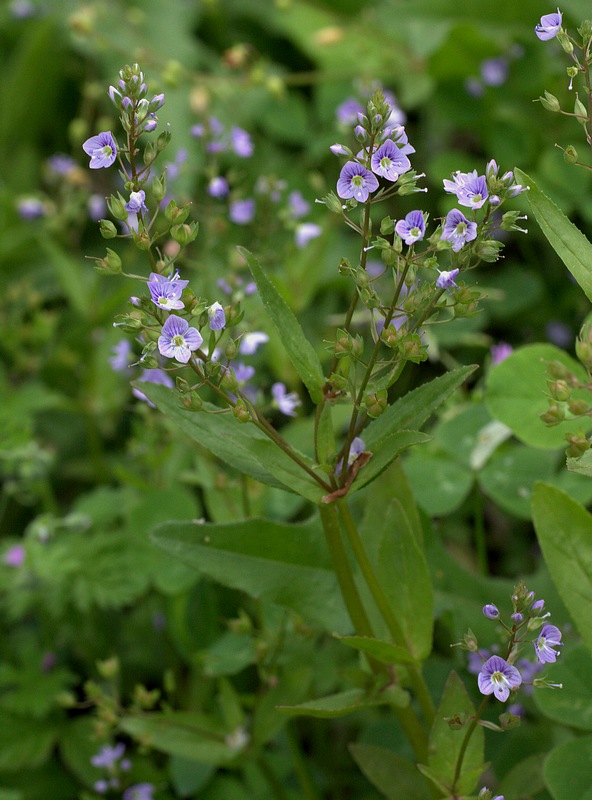 Veronica anagallis-aquatica