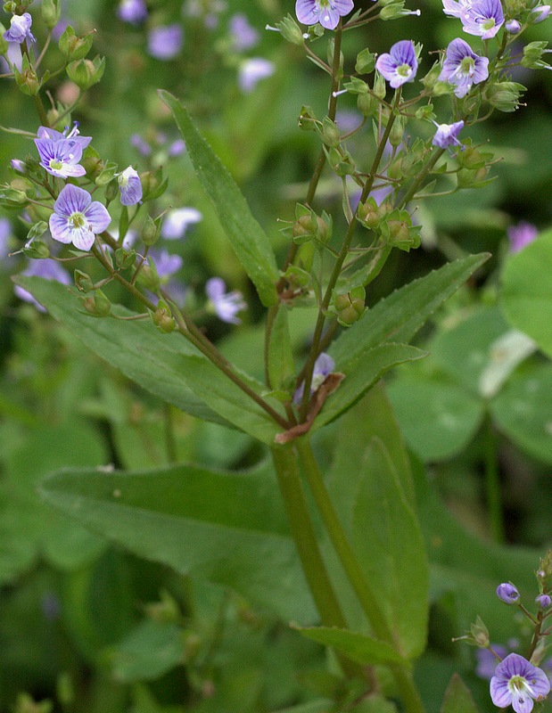 Veronica anagallis-aquatica
