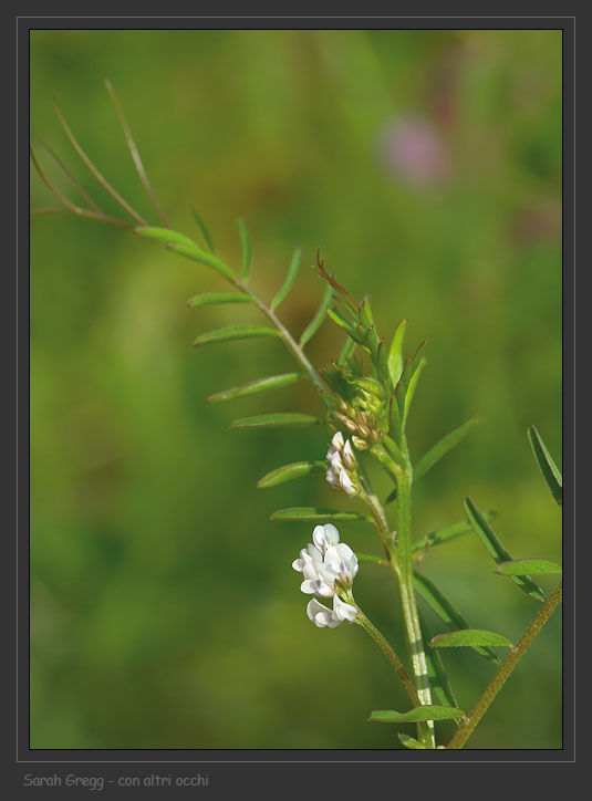 Ervum gracile (=Vicia tenuissima) e Vicia hirsuta