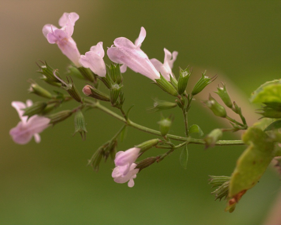 Lamiacea - Clinopodium nepeta