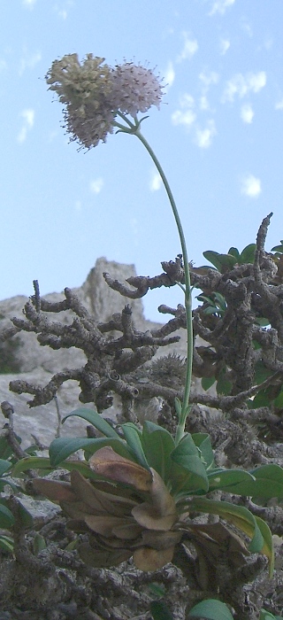 Pseudoscabiosa limonifolia / Vedovina trapanese