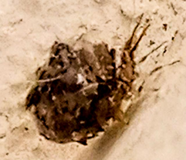 strani animaletti sul balcone: Larva di Chrysopidae: Pseudomallada sp.