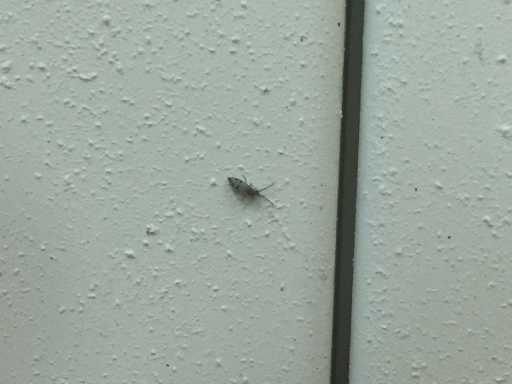 Collembola:  Entomobryidae