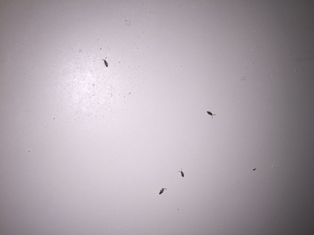 Collembola:  Entomobryidae