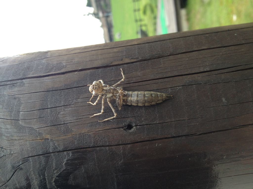Exuvie di Aeshna cianea