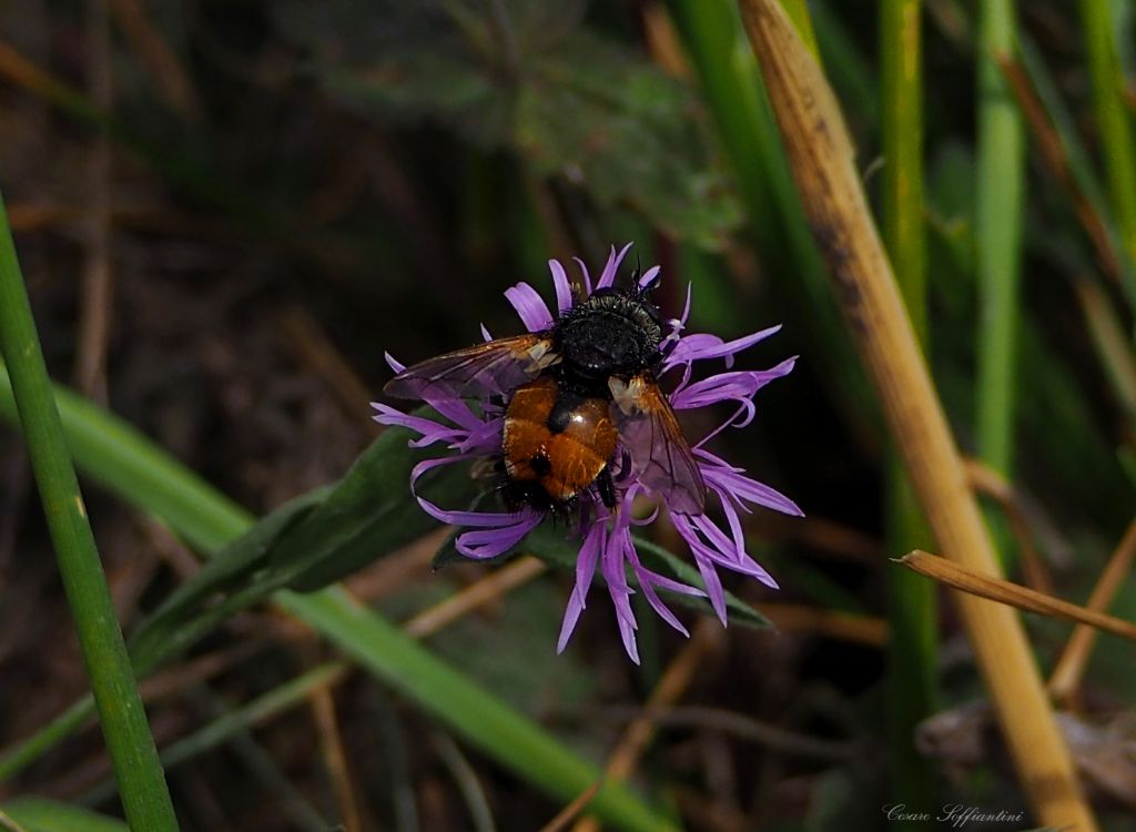 da identificare: cf. Nowickia sp. (Tachinidae)