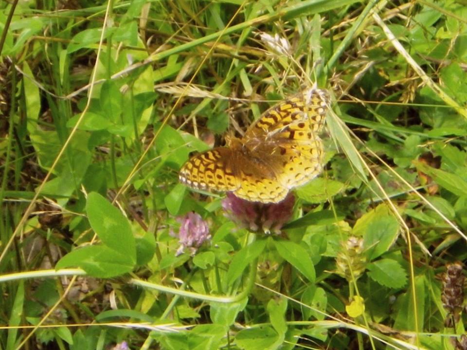 Farfalla dal Canada (sud di Montreal): Speyeria sp. (Nymphalidae)