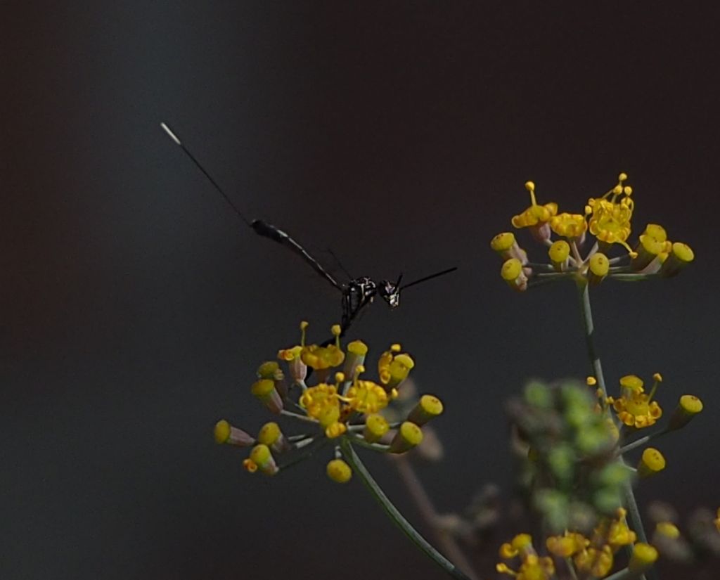 femmina di Gasteruption sp., Gasteruptionidae