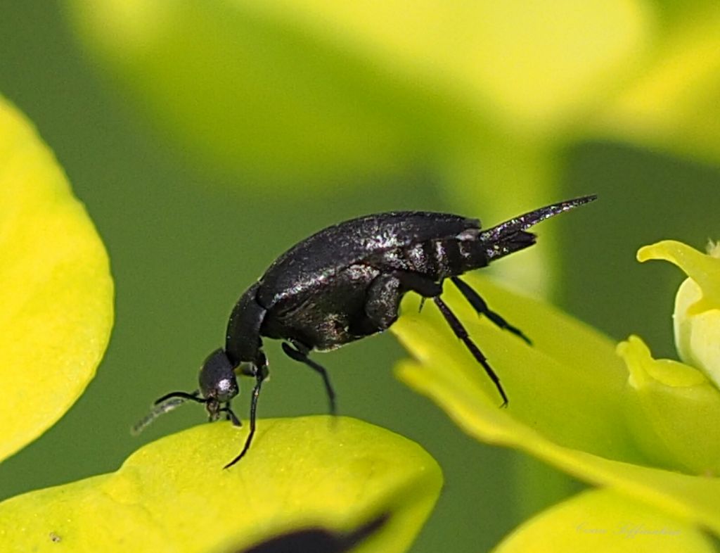 Fam. Mordellidae