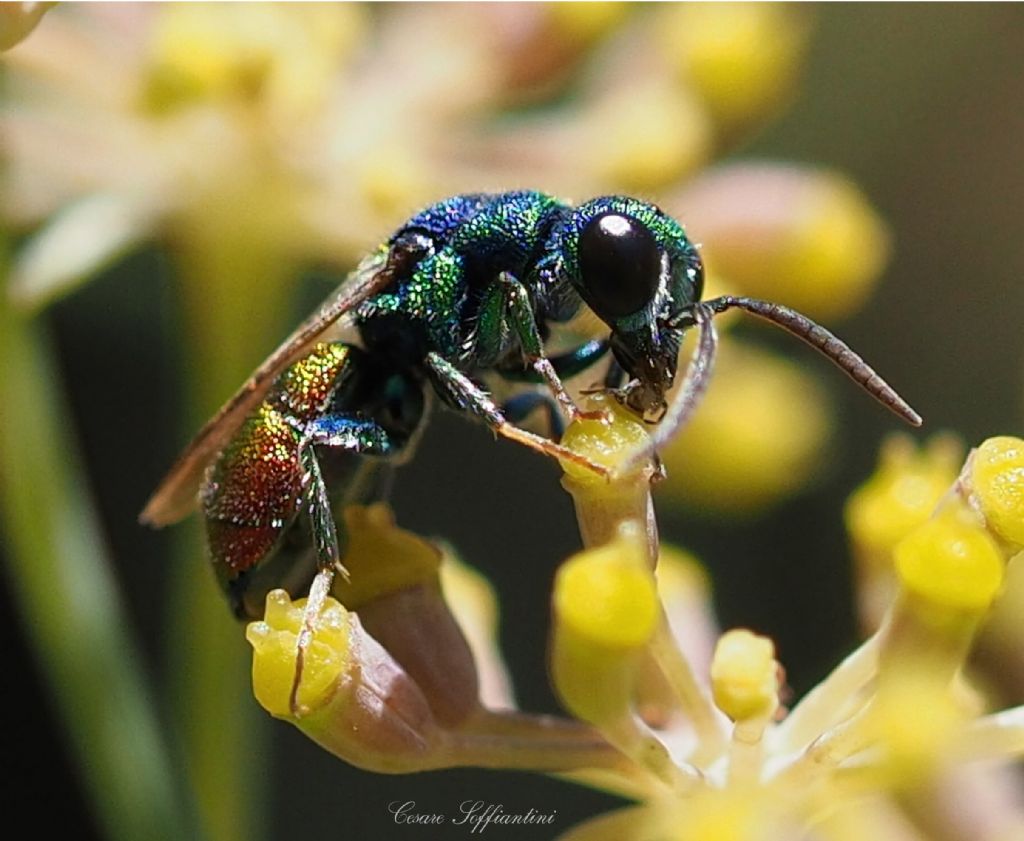 Imenottero da identificare: Chrysis scutellaris