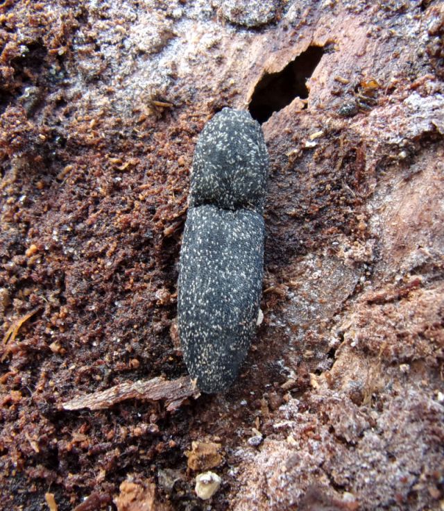 Lacon punctatus, Elateridae