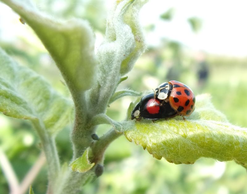 Accoppiamento di Harmonia axyridis su melo.