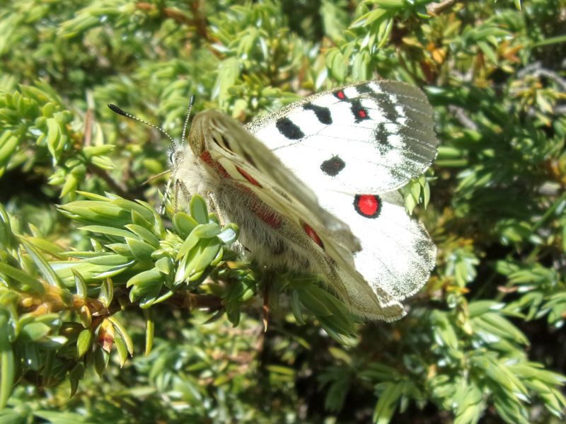 Parnassius phoebus