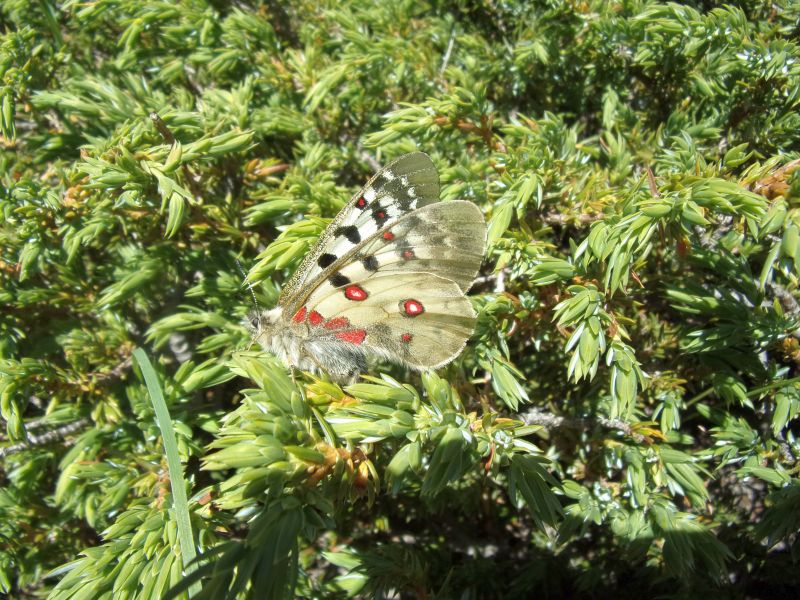 Parnassius phoebus