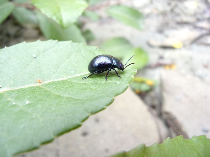 Chrysolina cerealis mixta