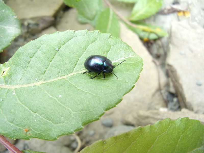 Chrysolina cerealis mixta