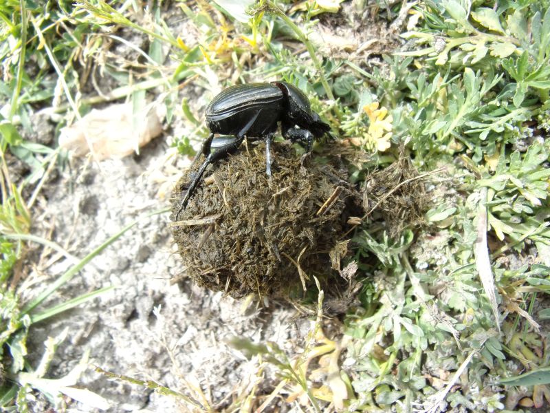 Scarabaeus (Ateuchetus) laticollis