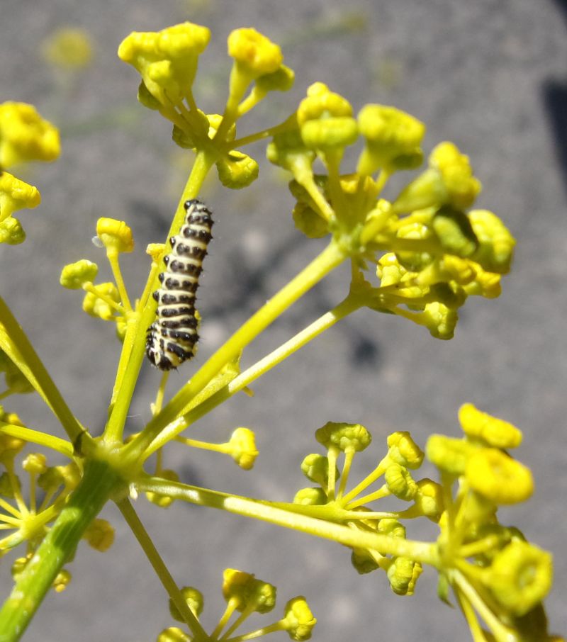 Papilio alexanor