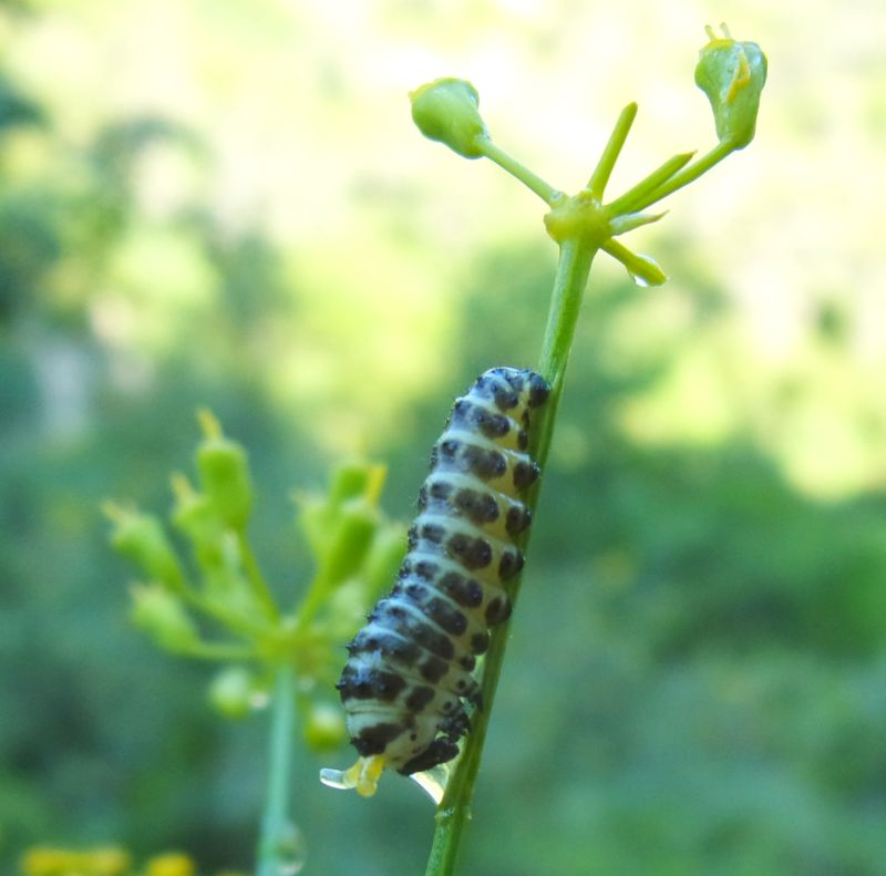 Papilio alexanor