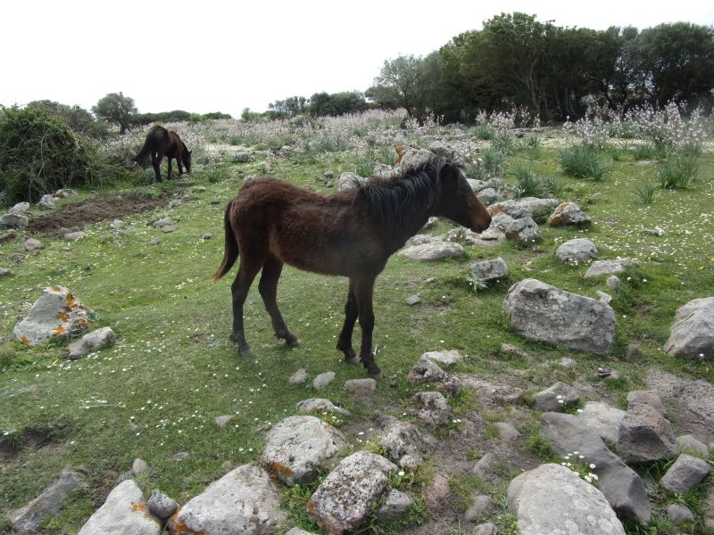 5 giorni nella Sardegna centrooccidentale: paesaggi ed altro.