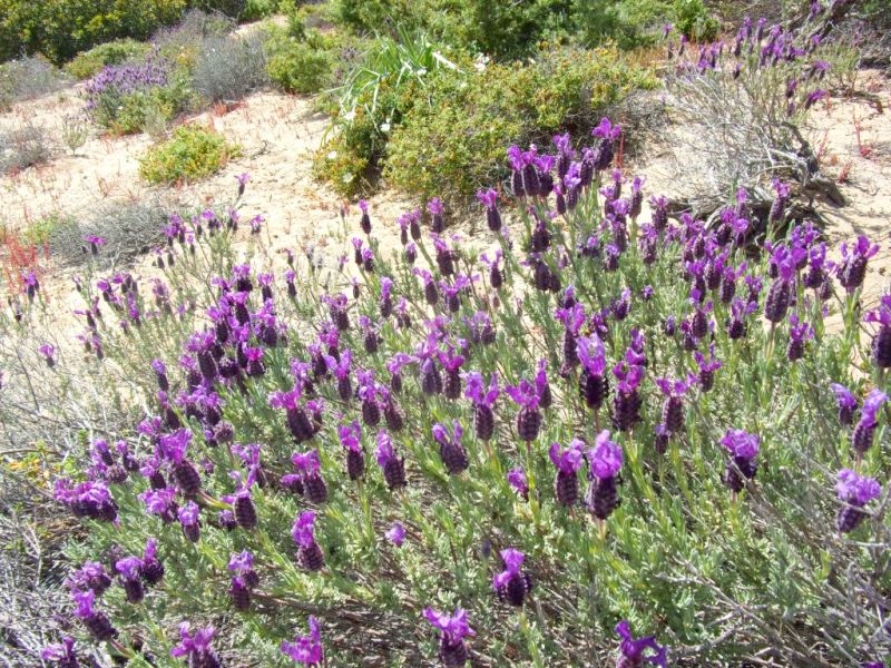 5 giorni nella Sardegna centrooccidentale: paesaggi ed altro.